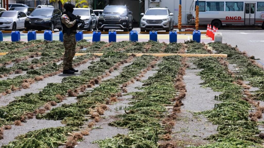 Desmantelan en Ocoa una plantación con más de 3,000 plantas de presunta marihuana y tres detenidos