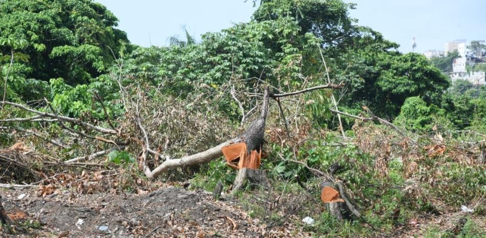 Tala de árboles en la 6 de Noviembre genera indignación y pone a Medio Ambiente en la mira