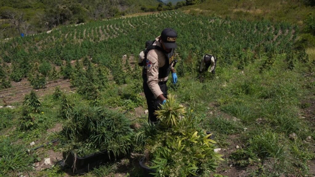 Más de 3,000 matas de marihuana son desmanteladas en Ocoa y se investiga la red detrás del cultivo