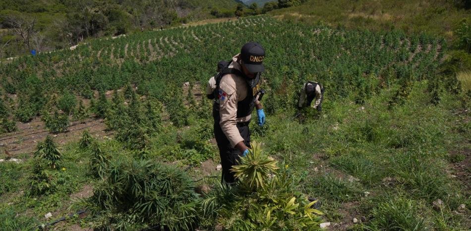 Más de 3,000 plantas de marihuana en Ocoa revelan un foco clandestino en una zona rural