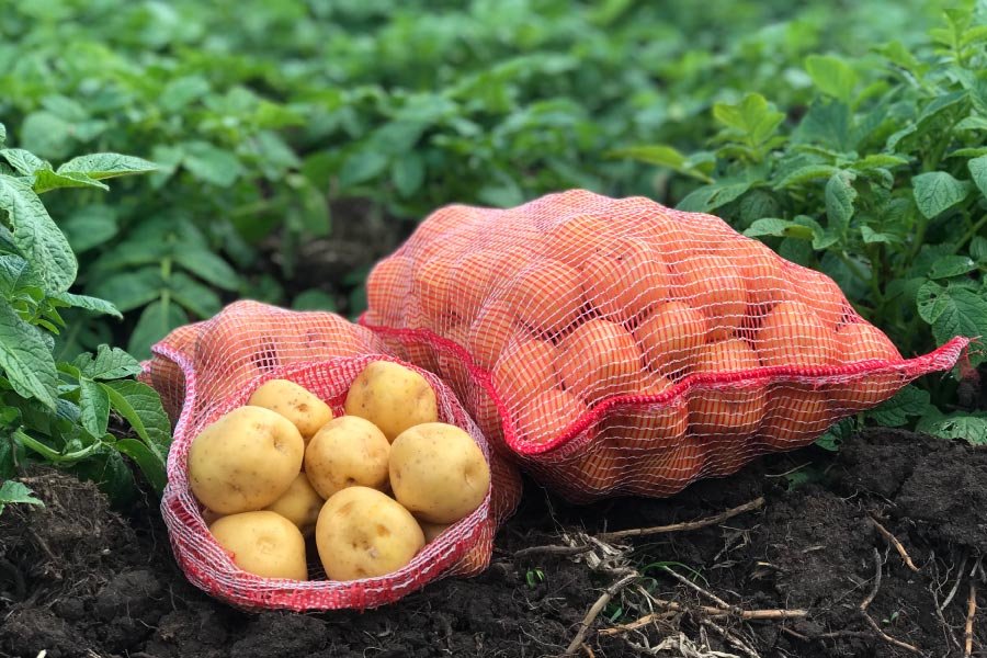Agricultura reporta alza de raíces y tubérculos en 2025, con la yuca al frente
