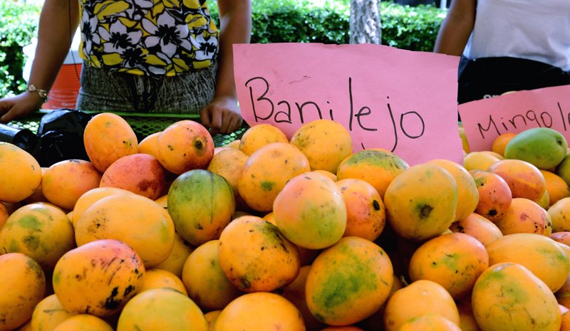 Expo Mango 2026 regresará a Baní del 3 al 7 de junio con actividades técnicas, culturales y gastronómicas