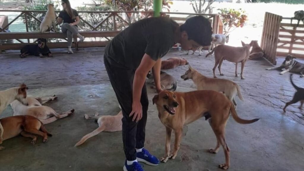 Perros callejeros y una ley sin dientes: la denuncia que vuelve a poner a RD frente a su deuda animal