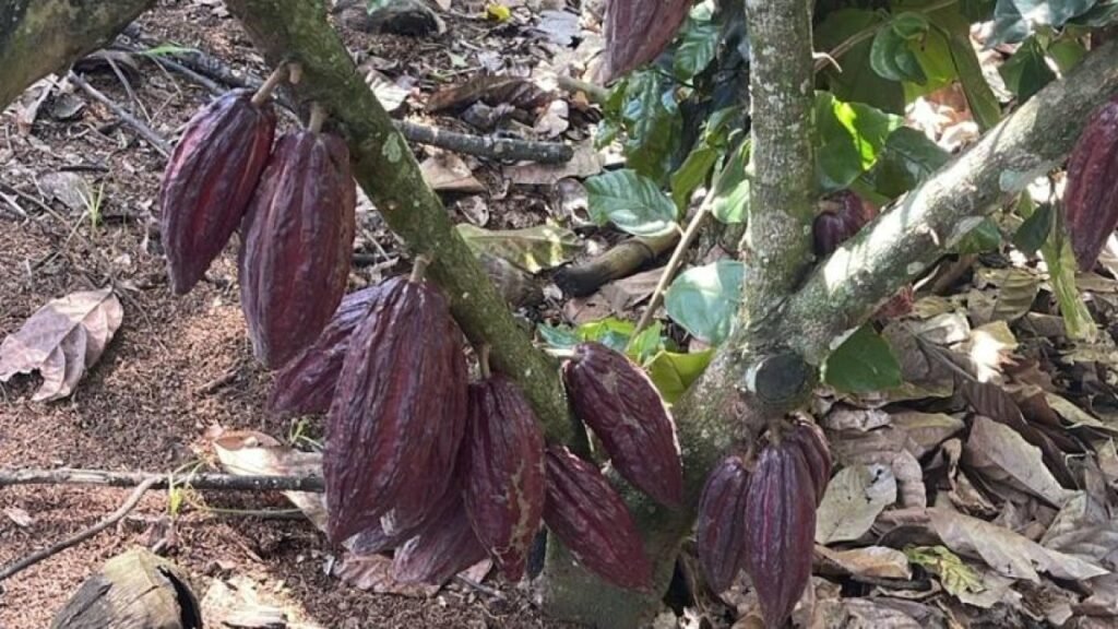 El recuerdo del cacao de 1979 vuelve a poner bajo lupa el apoyo estatal y sus resultados