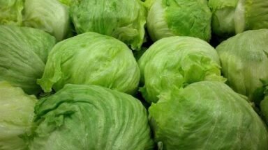 EEUU suma 2 muertes y 11,234 casos en el brote de ciclosporiasis ligado a lechuga iceberg