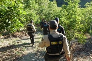 Desmantelan 5,364 plantas de marihuana en Azua y el operativo vuelve a exponer un foco ilegal que creció bajo vigilancia oficial